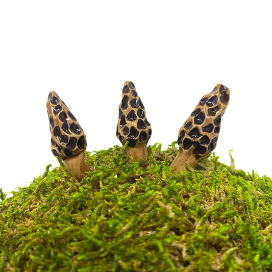 Miniature Morel Mushrooms