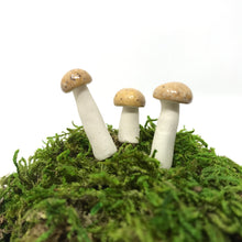 Load image into Gallery viewer, Miniature Mushroom: Sandy Beach

